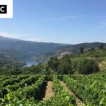 Looking down at the river from a vineyard in Galicia's Ribeira Sacra