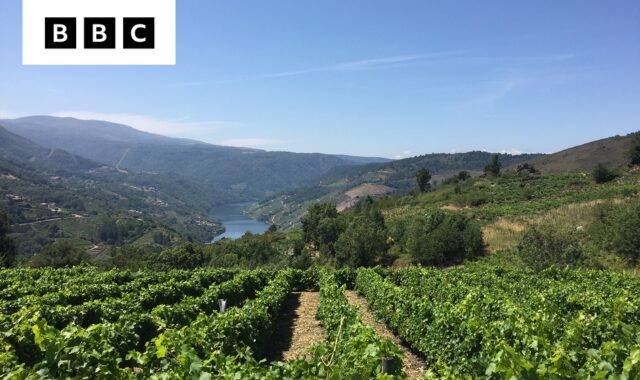 Looking down at the river from a vineyard in Galicia's Ribeira Sacra